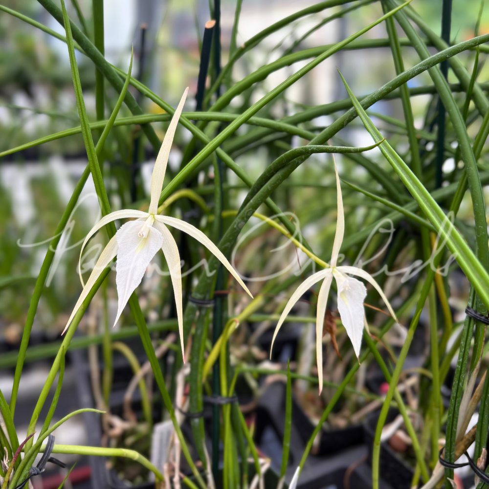 Brassavola SVO Crazyarachno (Brassavola perrinii × Brassavola